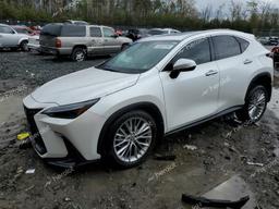 LEXUS NX 350 LUX 2024 white  gas 2T2HGCEZ3RC035721 photo #2